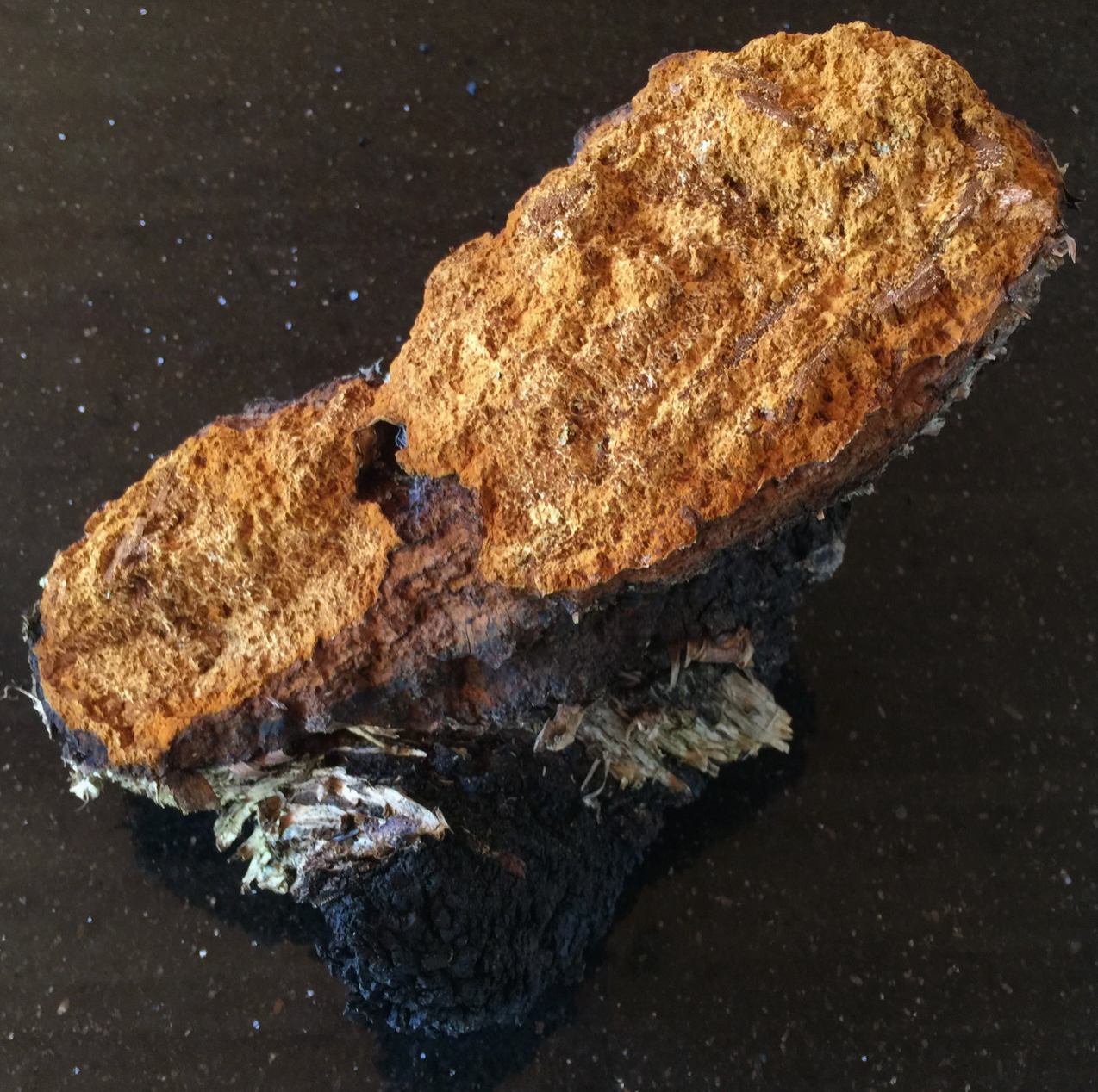 Chaga Extract - Forager's Quest